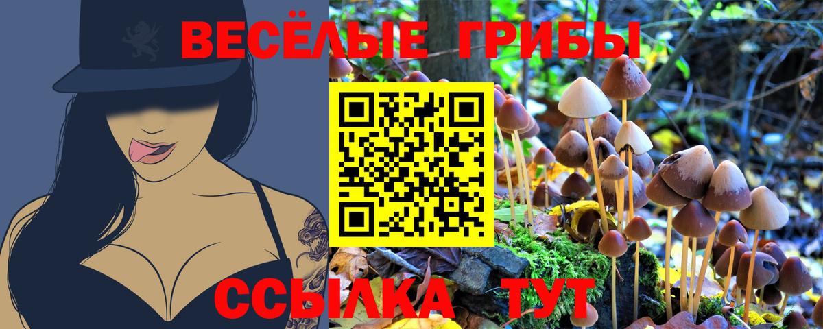 Псилоцибиновые грибы Psilocybe  Вход с VPN  Губаха 